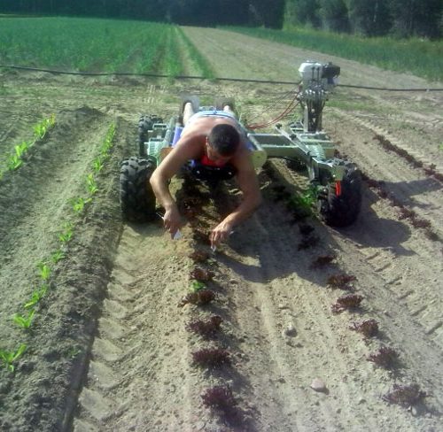 drangen-plantering-650px